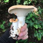 Nikolas Paul - @phytonik - Instagram