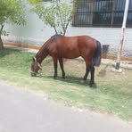 Nicolas Peralta - Facebook