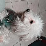 nikolas salinas - @niko_salinas.perro - Instagram