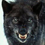 Nikolas Watson - @predatory_nature - Instagram