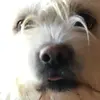 NikolasWilcox - @wakawakamurmurmurnik - TikTok