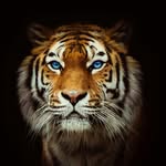 Nikolay Kim - @nikolay.kim.777 - Instagram
