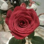 Nilda Guzman - @nilda.guzman.758 - Instagram