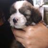 @ Nilda roque - @roquedelacruznilda - TikTok