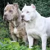 Nilo Fernandez - @nilo.fernandez993 - TikTok