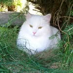 NilsPedersen - @nilsthesiberian - Instagram