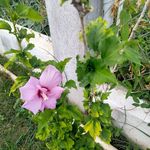 Nilsa Luz Lebron - @na.thaniel2111 - Instagram