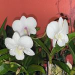 Nilsa Padilla - @nichipadilla - Instagram