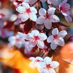Nima Karimi - Facebook