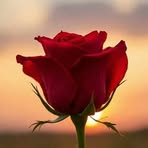 Nasima Khatun - Facebook