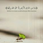 @nima_mehrane - Instagram