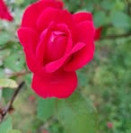 Nina Abner - Facebook