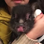 Nina Bacon AC - @nina_pig17 - Instagram