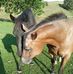 Nina Boyce-Bacon - Facebook