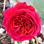Nina Baumgartner - @ninna1920 - Instagram