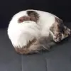 Ninalunasicu 2687 - @ninabenoit24 - TikTok