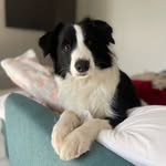 Nina - Border Collie - @ninabestborder - Instagram