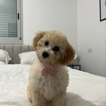 Nina Kalika plakushchenko - @nina.best.poodle - Instagram