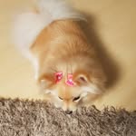 Nina Brenner Schneider - @ninadog_brenner - Instagram