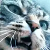 Tom , blecky, Luna - @ninabrenner0 - TikTok