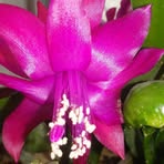 Nina Chacon - Facebook