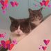 Nina Chappell - Facebook