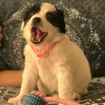 Nina - @nina_collie_rosales - Instagram