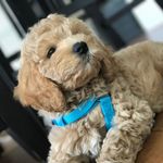 Nina Gardner - @judahtheservicedog - Instagram