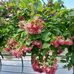Nina Hoffmann - Facebook