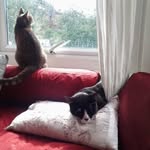 Nina Khalil - @nina.khalil.35 - Instagram