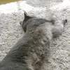Faço vidios dos meu animais - @ninasollaycalacy - TikTok