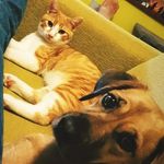 Nina & Logan - @bubinigram - Instagram