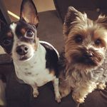 Nina & Logan 🐶 - @logan_e_ninapets - Instagram