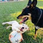 NINA E LOGAN 🐾 - @nina.logan.pet - Instagram