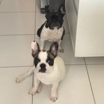 Nina&Logan - @nina_logan_bull - Instagram