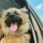Nina Lowe - @ninalowethepom - Instagram
