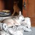 Nina Kardal McGregor - Facebook