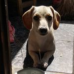 Nina Muniz - @nina_basset1710 - Instagram