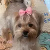 Soy Nina 🐶 💕 - @ninamuniz2022 - TikTok