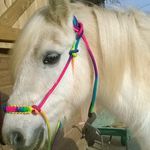 Nina Murray Sumpton - @horse__life25 - Instagram