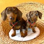 Nello🍼Nina🎀 - @nello.nina_dachshunds - Instagram