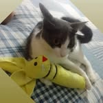 Elisa Kannebley - @ruffles_ruffinha_nina_2020 - Instagram