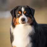Nina Patrick Scheer - @shadowvalleyaussies - Instagram