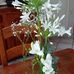 Sciortino Nina - Facebook