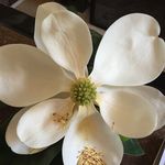 Nina Sheehan - @ninawoodfin - Instagram