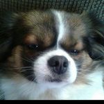 Nina & Inky & Tobey & Sheldon - @casatellipets - Instagram