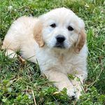 Nina torondel - @nina_torondel_et_sheldon - Instagram