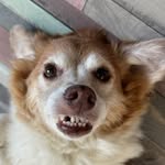 Nina Maria 🐶 - @nina_smartdog - Instagram