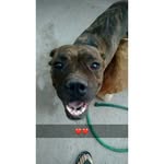Nina Solis - @nina.boxer_ - Instagram