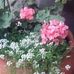 Nina Solis - Facebook